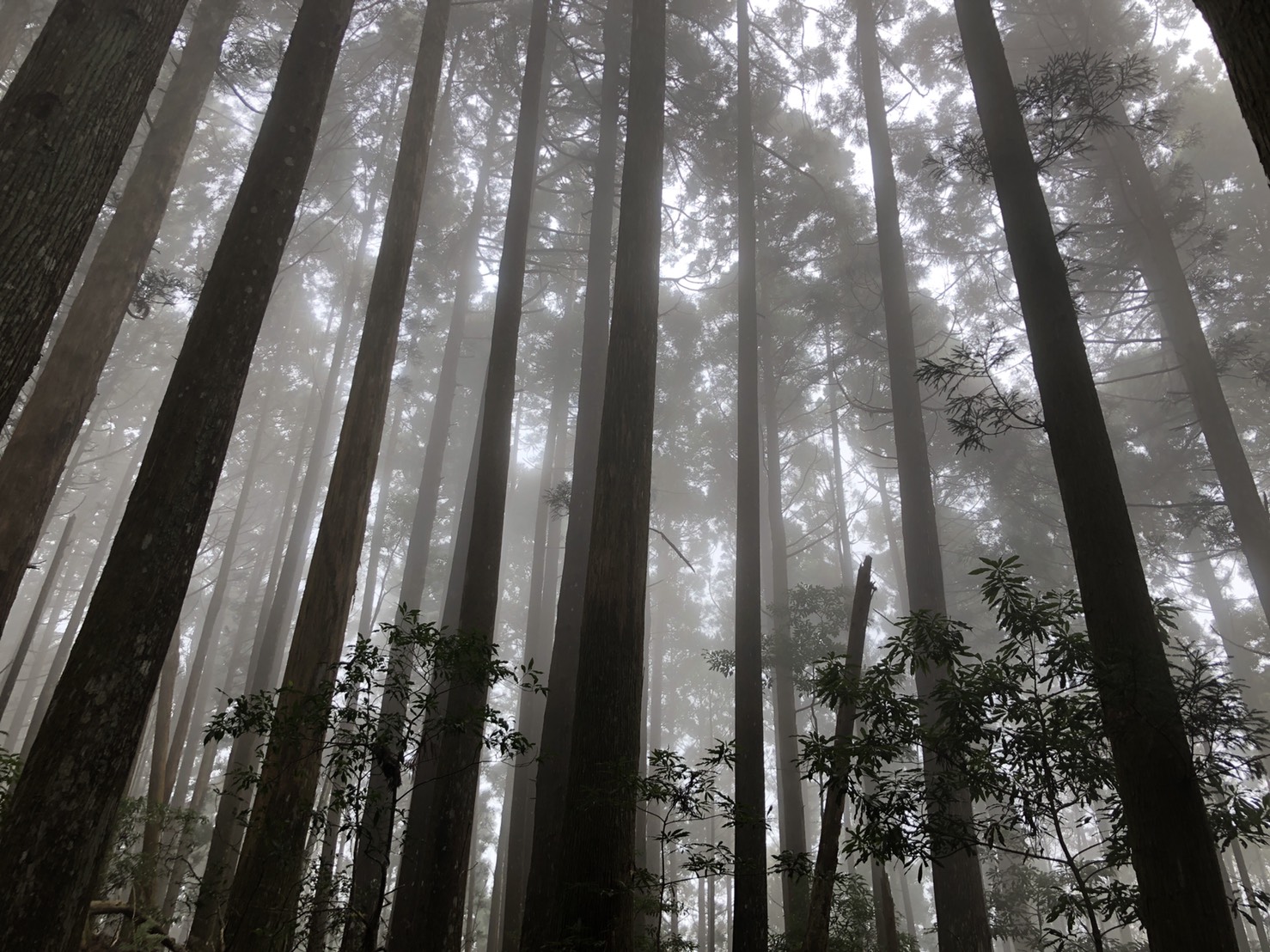 《森林療癒》六星級的松針森林步道-高島縱走一日遊