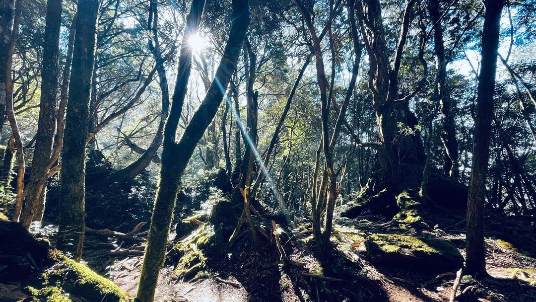 《迷霧森林》 新北第一高峰 魔幻樹之國 塔曼山 一日健行
